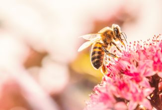 Why are bees important?